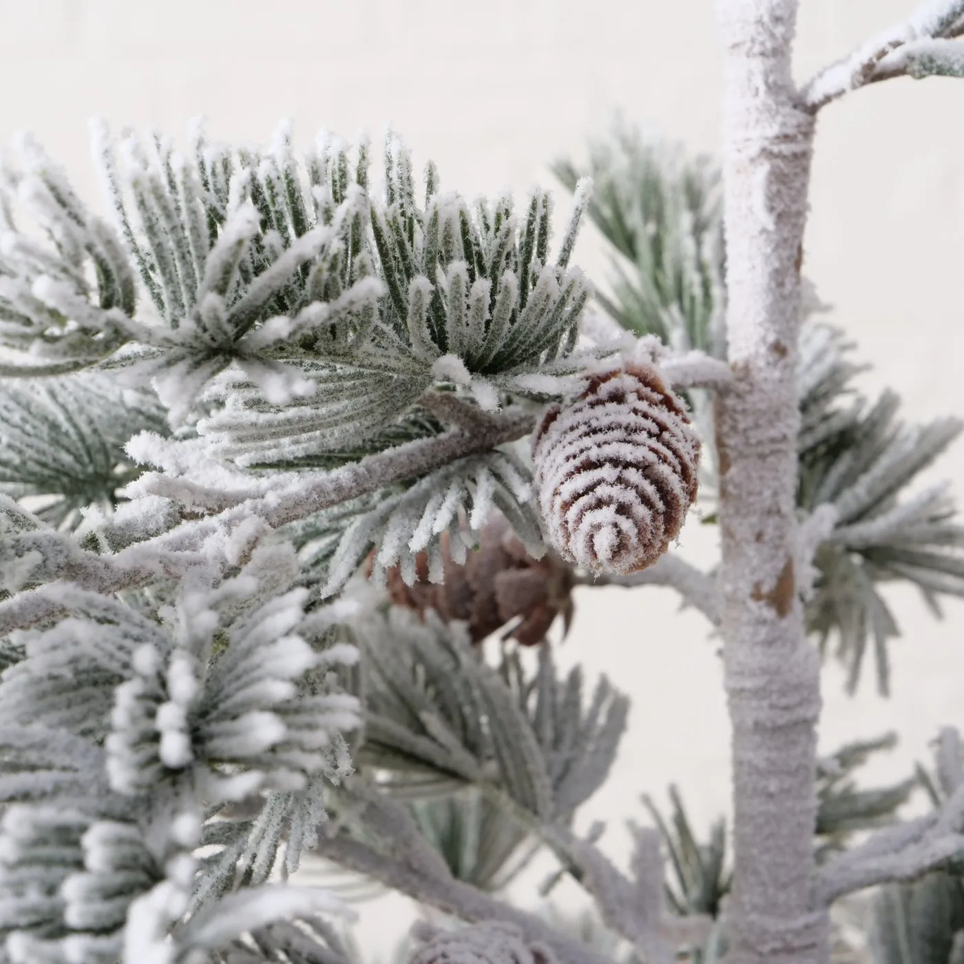 Detailbild Weihnachtsbaum Kiefer 150cm