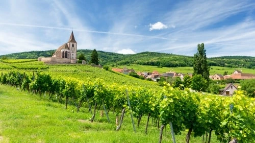 Grüner Weinberg, Kirche, Bäume, grüne Landschaft,kleines Dorf