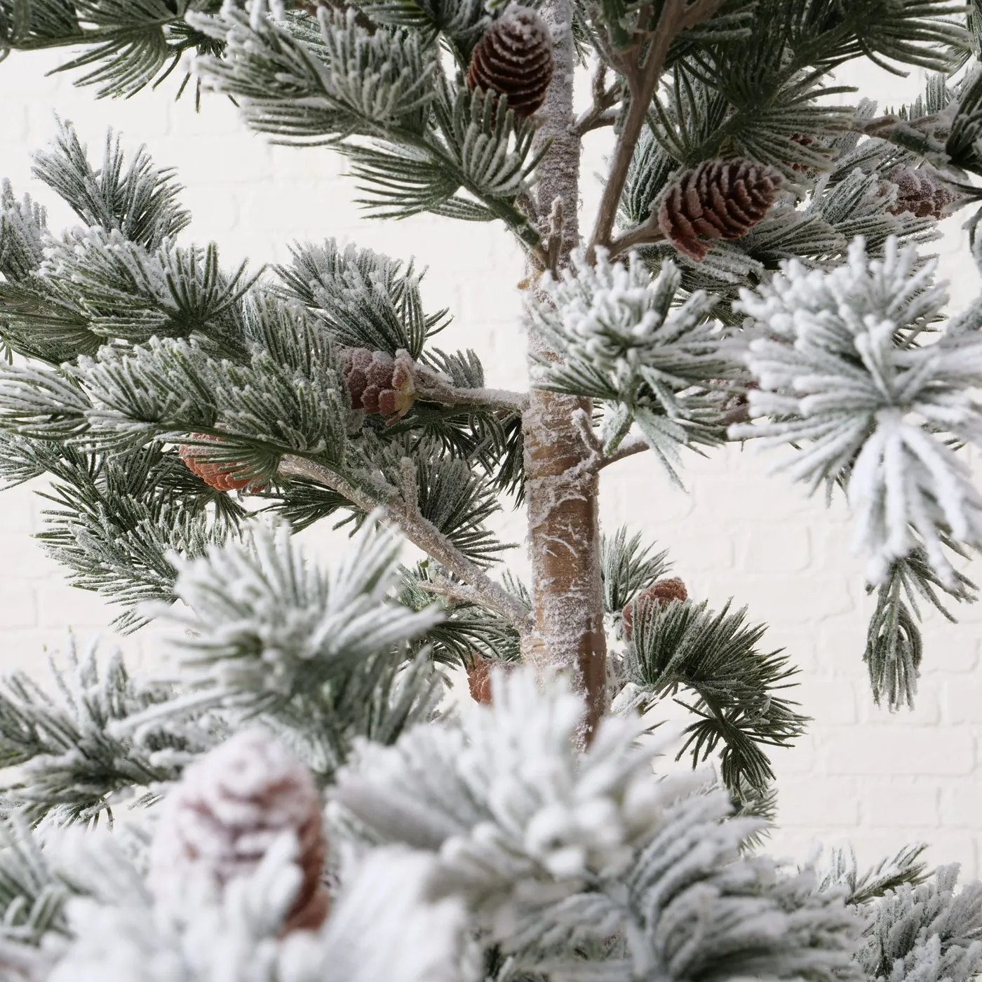 Detailbild Weihnachtsbaum Kiefer 150cm 