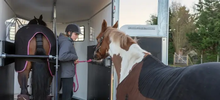 Tiertransporter mit dem Beispiel eines Pferdeanhängers, wo eine Dame zwei Pferde rein führt